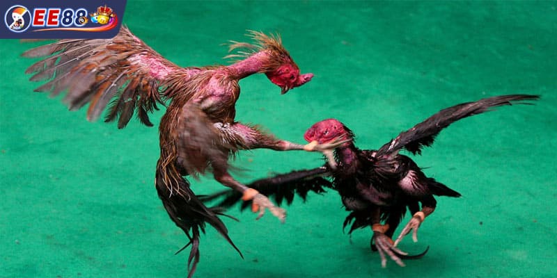 Đối tác cung cấp dịch vụ giải trí chất lượng